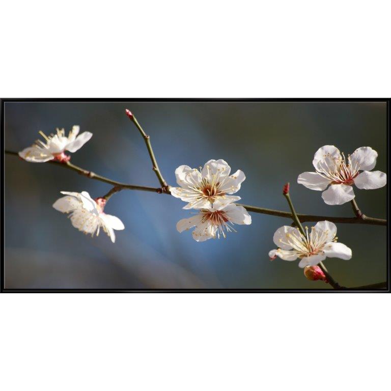 Oversized Horizontal - 9039