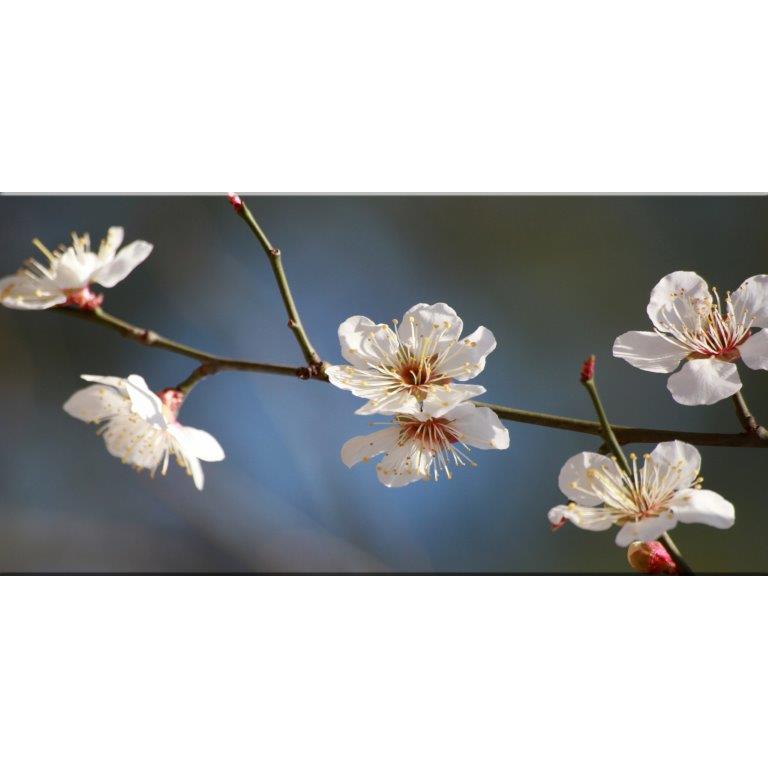 Oversized Horizontal - 9039