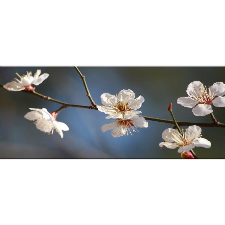 Oversized Horizontal - 9039